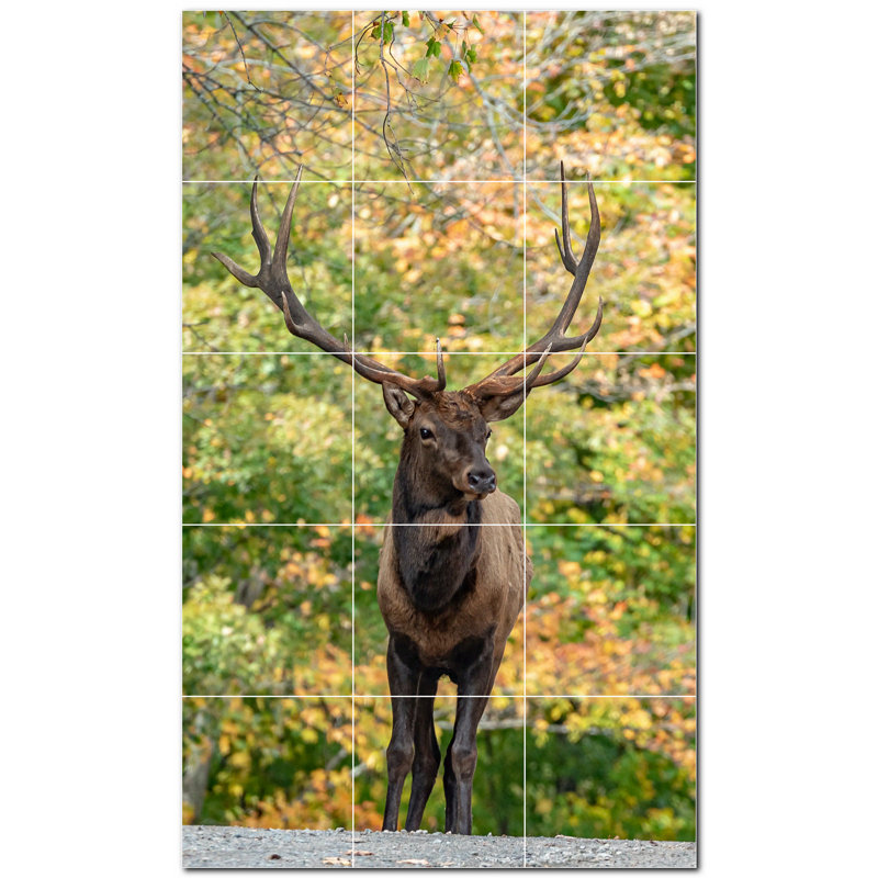 Cerf photo 6 x 6