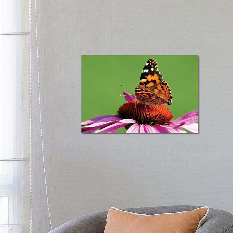 Painted Lady On Cone Flower by Brian Wolf - Wrapped Canvas Gallery-Wrapped Canvas Giclée