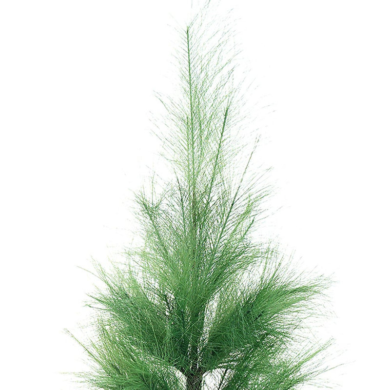 Kamp Adler 39 po Pampas, Vert