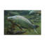 Art mural majestueux carpe-1033652424