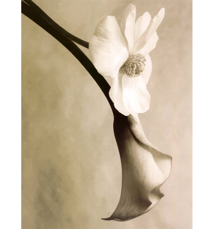 Callaanemone, 18" H x 13" W