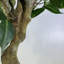 Faux Tree in Metal Planter-101685158-101685161