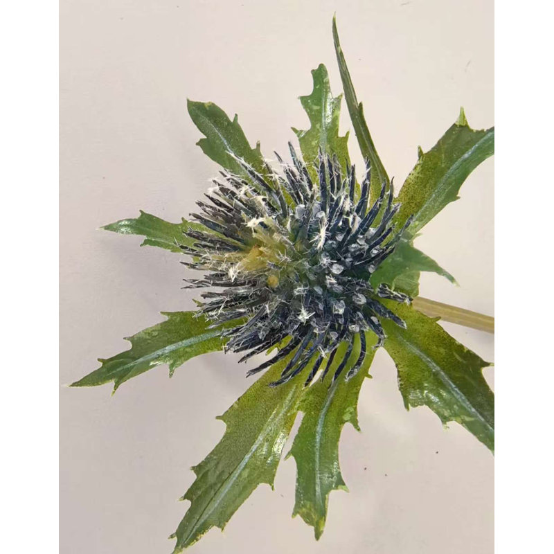 ERYNGO X5 28 po, Bleu