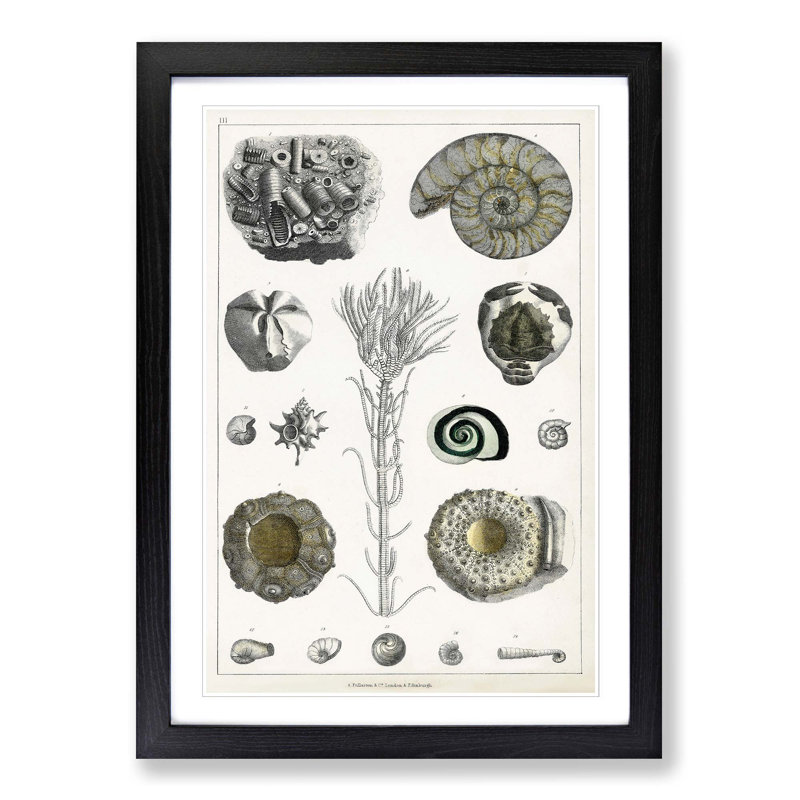 Collection of Fossils III by Oliver Goldsmith - Picture Frame Painting on MDF, 48cm H x 36cm W x 2cm D, Black Framed