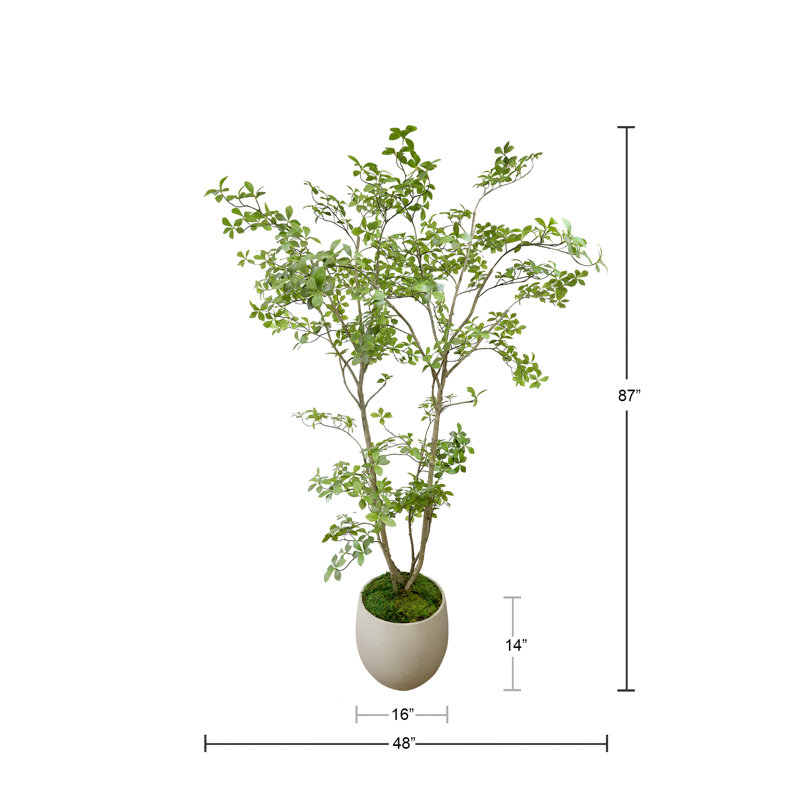Bonsai en pot de fibres