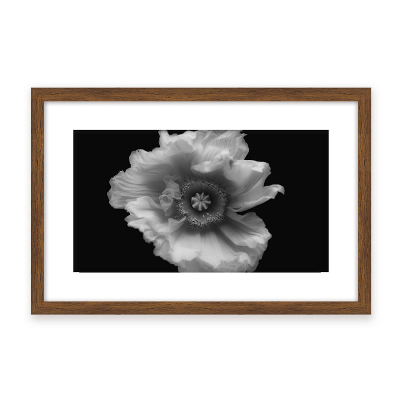 Nature Inspired Poppy in Mono by  - Picture Frame Photograph on Paper, 16" H x 24" W x 1.125" D, Framed Matted Print, Black