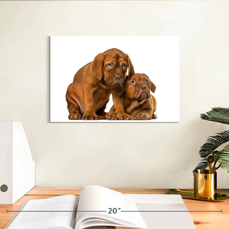 Chiots mastiff français, H 8 po x l 12 po