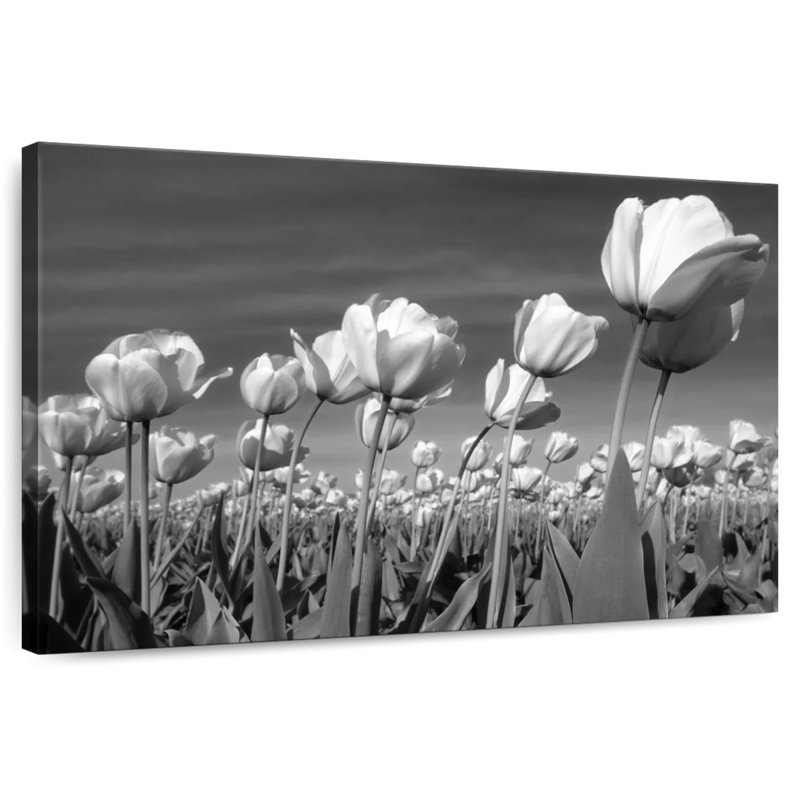 Champ de tulipes Harnek, H 30 po x l 45 po