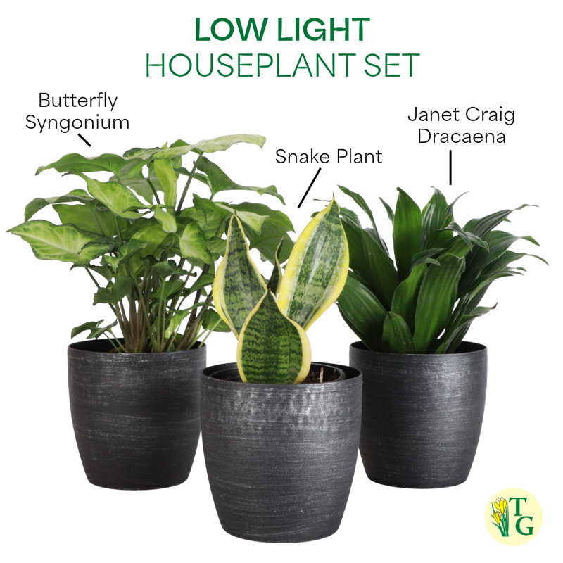 Live Low Light Houseplant Set of 3, Brushed Silver