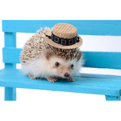 Hérisson avec petit chapeau par Pandpstock001 - Photographie sur toile tendue