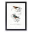Cordonbleu & Java Sparrow Birds PL. 5A by Charles D' Orbigny - Picture Frame Painting Print-55510369-55510372