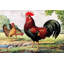 Three Roosters - Wrapped Canvas Print-798325301