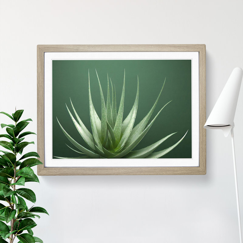 Stunning Aloe Vera Plant - Single Picture Frame Print, 46cm H x 64cm W x 2cm D, Oak