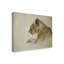 'Lioness' Graphic Art Print on Wrapped Canvas-27650995