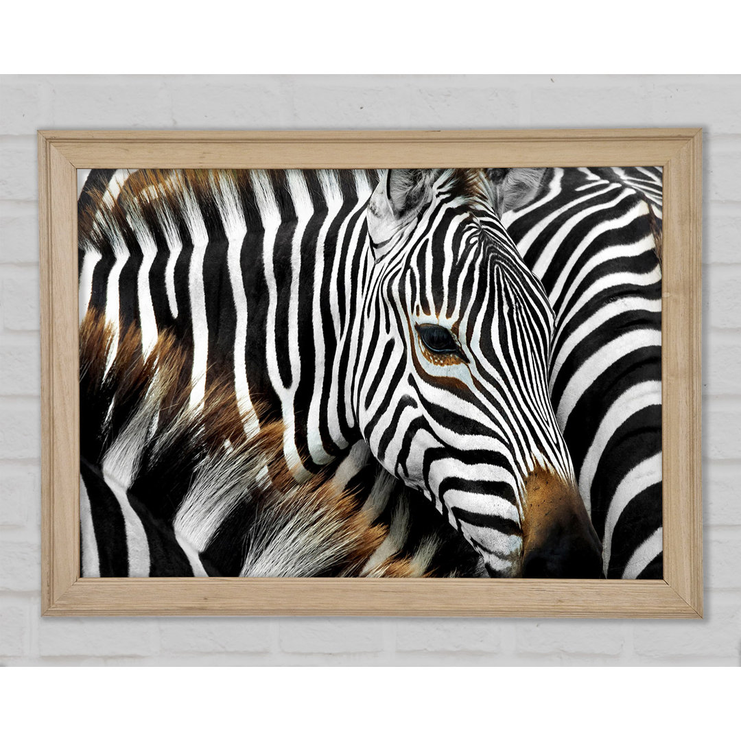 Zebra Huddle - Druck