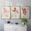 «Vintage Coral Study I», toile encadrée de qualité supérieure - prête à être accrochée-69982217-69982218