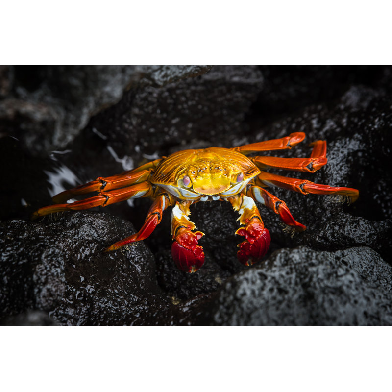 Crabe Sally Lightfoot par Guenterguni, H 24 po x l 36 po