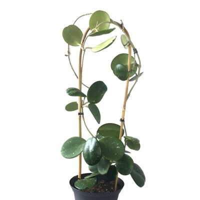Elam Wood Weather Resistant Plant Support