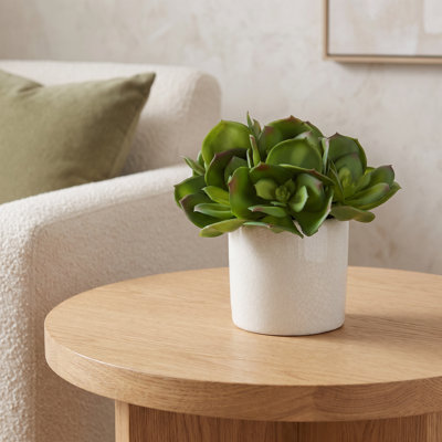 Echeveria dans un pot en céramique