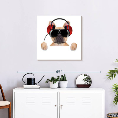 Bouledogue français Bramoph audiophile