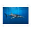 Barathieu Gabriel  Whale Shark In The Blue Canvas Art-2067504438