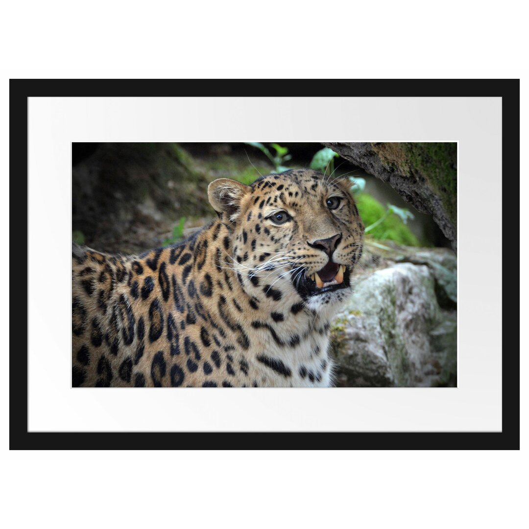 Gerahmtes Poster Prachtvoller Leopard