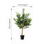 Arbre olive en pot