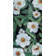 Flo 4G Panel-92257164