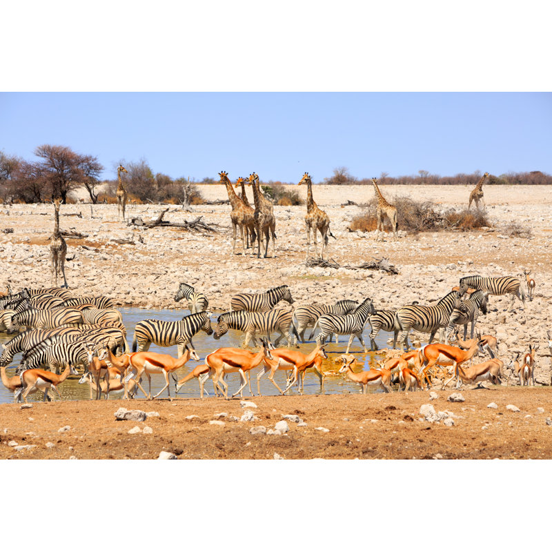 Vibran Waterhole In Etosha - Wrapped Canvas Print, 30cm H x 46cm W