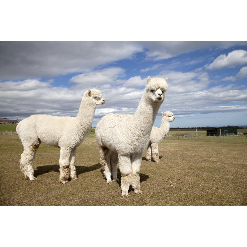 Alpacas on a Farm 1 Piece Wrapped Canvas Wall Art, 81cm H x 122cm W x 3.8cm D
