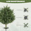 60cm Plant