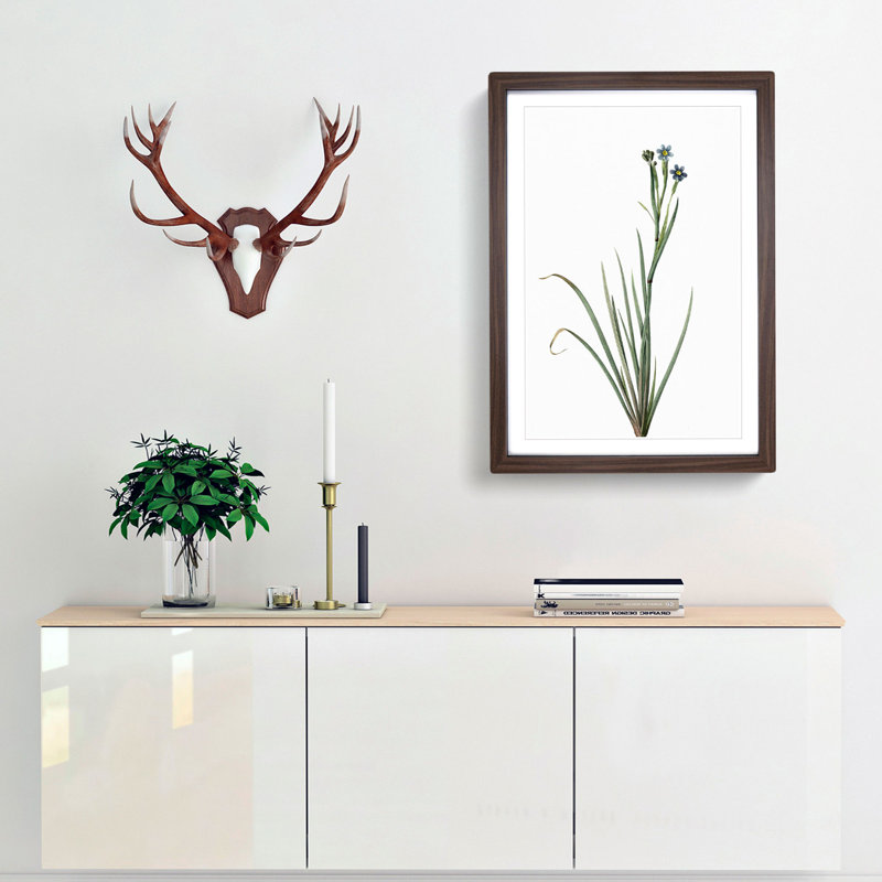 Bermudiana Flowers by Pierre-Joseph Redoute - Single Picture Frame Painting, Walnut Framed, 33cm H x 24cm W x 2cm D