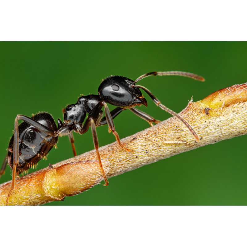 Ant On Tree Branch Macro - Wrapped Canvas Print, 61cm H x 91cm W x 3.8cm D