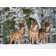 Wolves In The Snow, Germany - Wrapped Canvas Print