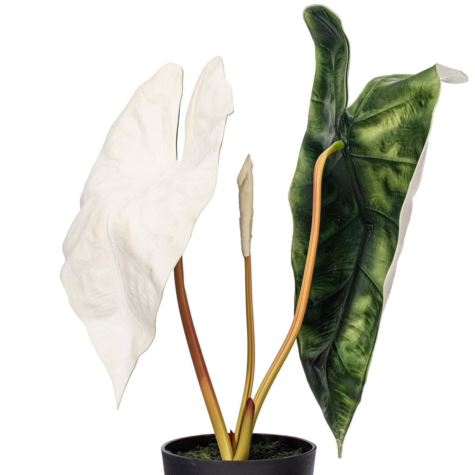 26"  Alocasia Sanderiana Potted Plant