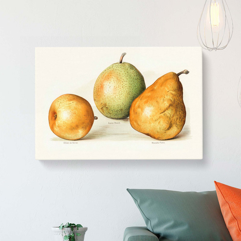 Vintage Illustrations Of Pears - Wrapped Canvas, 50cm H x 76cm W x 3cm D