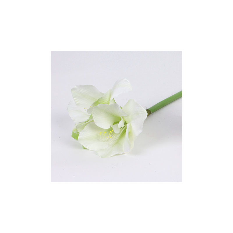 Tige orchidée clivia, 3 tiges, blanc