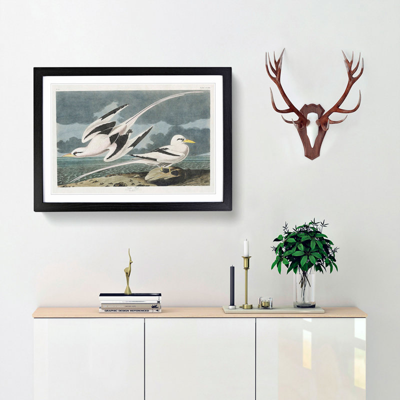 Tropicbirds by John James Audubon - Framed Print, 27cm H x 36cm W x 2cm D, Black Framed