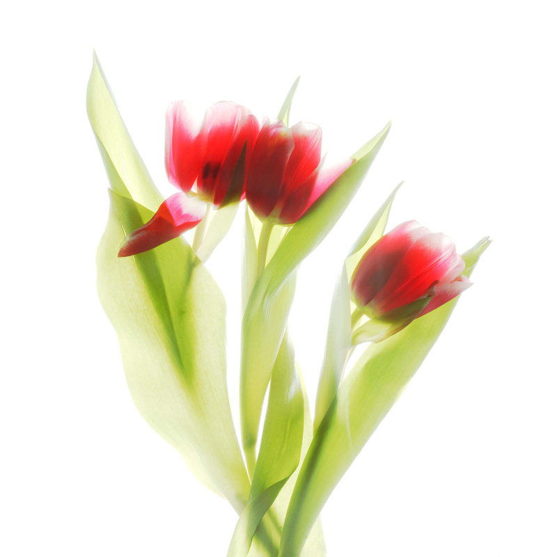 Red Tulips III - Unframed, Medium