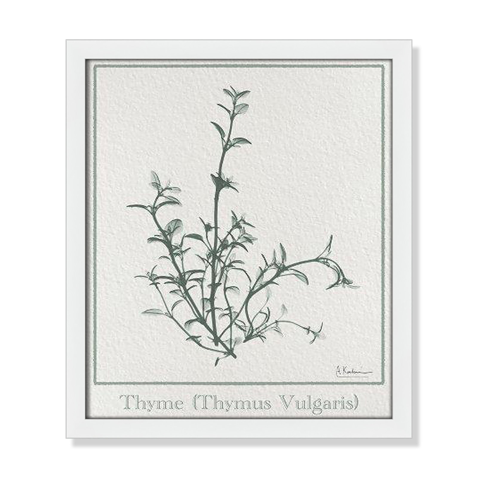 Jeanette "Thymus Vulgaris" Print, 15" H x 13" W x 1.25" D, Satin White Framed Paper