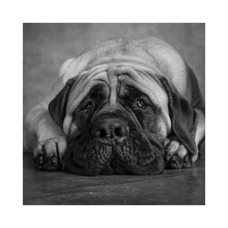 Portrait Of A Mastiff - Wrapped Canvas Print, 30.48 cm H x 30.48 cm W