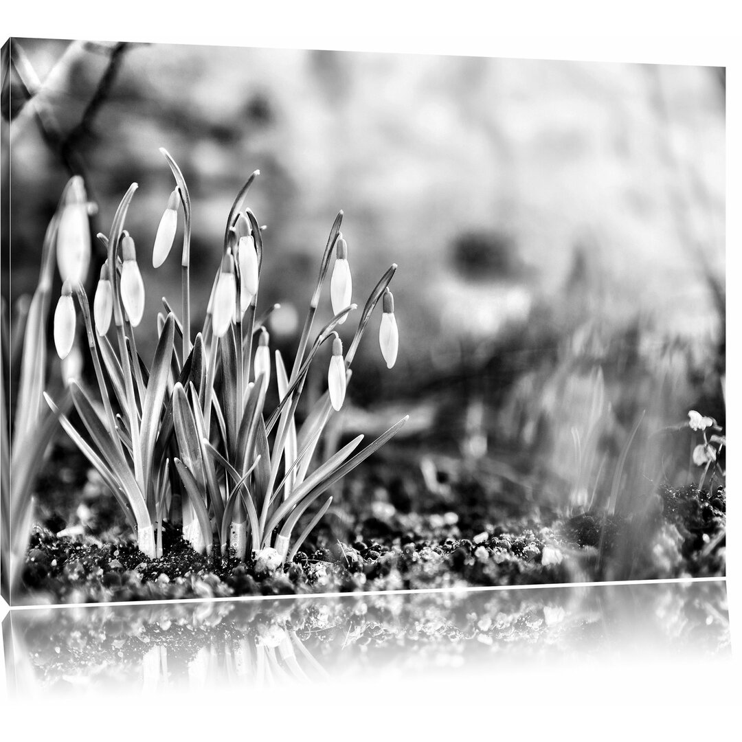 Leinwandbild Frühlings Schneeglöckchen am Waldrand in Monochrom