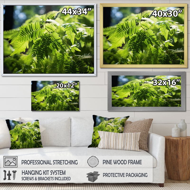" Ferns Plant Dappled Sunlight ", H 34 po x l 44 po x P 1,5 po, Cadre flottant noir