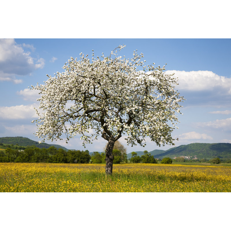 Apple Tree In Spring Landscape by Bim - Wrapped Canvas Print, 81cm H x 122cm W