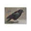 «Portrait of a Black Crow» par Danhui Nai, reproduction d'art-1598222646