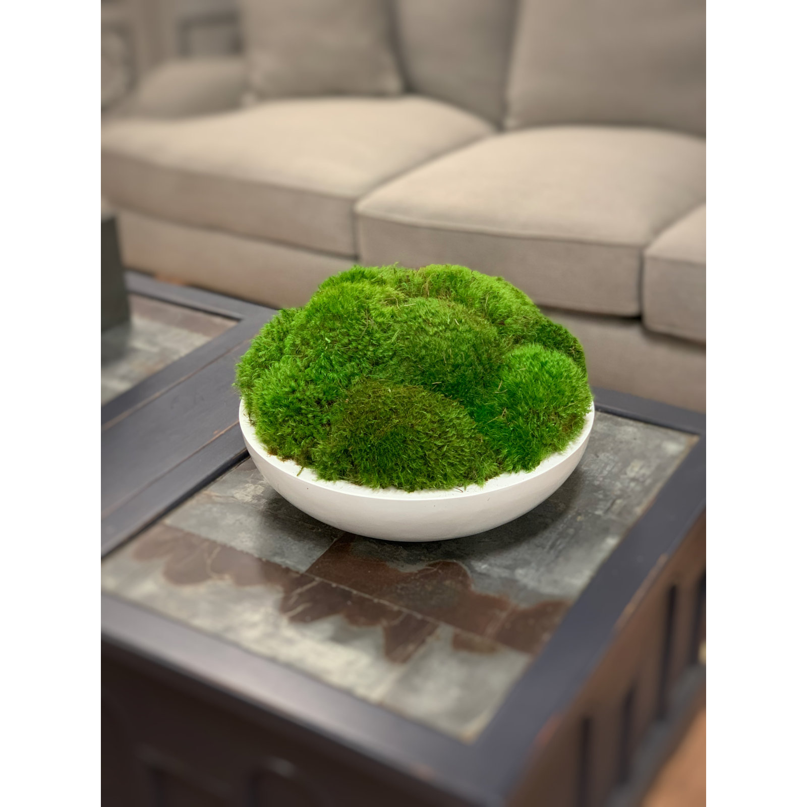 Preserved Moss Plant in Planter, 10" H x 18" W x 18" D