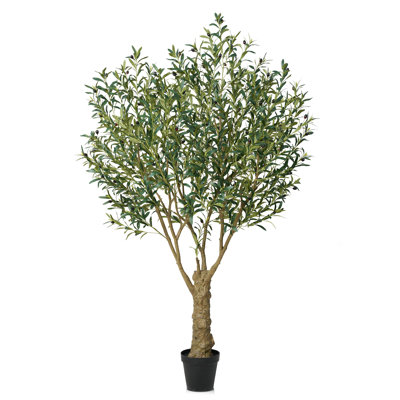 Aldis Olive Tree in Pot