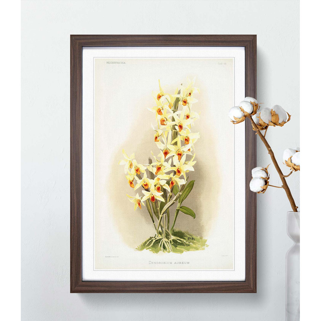 Magnolia Flowers Illustration Tab.63 by Frederick Sander - Picture Frame Art Print