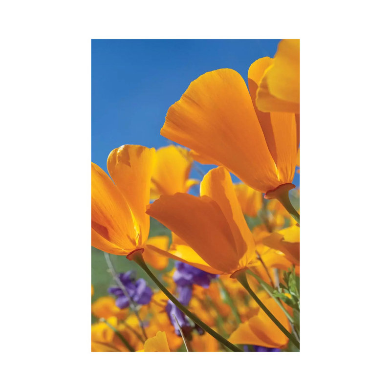 California Poppy Flowers, Antelope Valley, California II by Tim Fitzharris - Wrapped Canvas Print, 20.32 cm H x 30.48 cm W