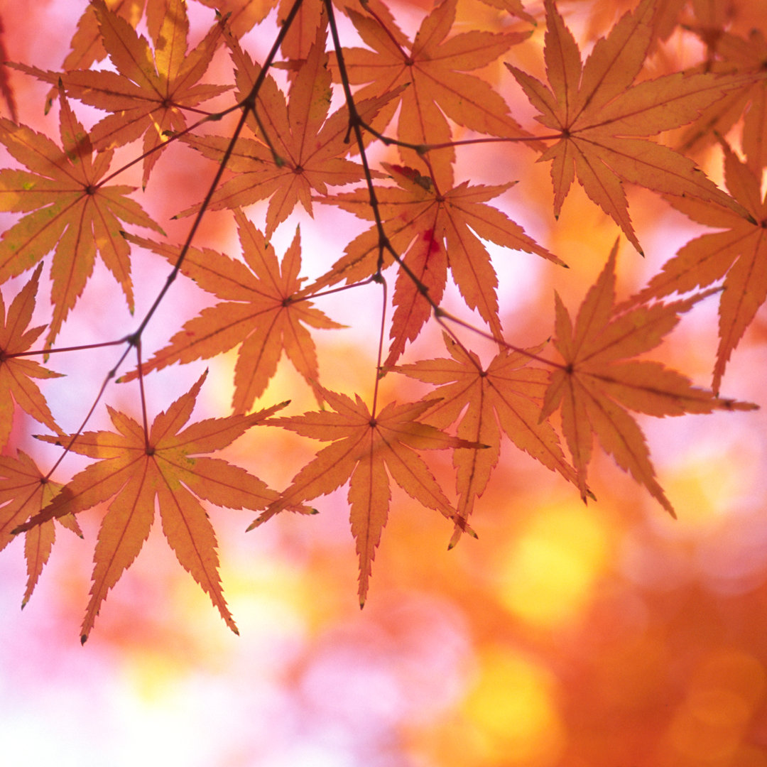 Herbstliche orange Blätter - Druck